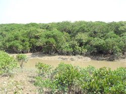 研究资助局公众讲座-气候变化 (第二节讲座 - 图 3) 许多具有丰富多样生物的红树林湿地将会因海面上升而消失。