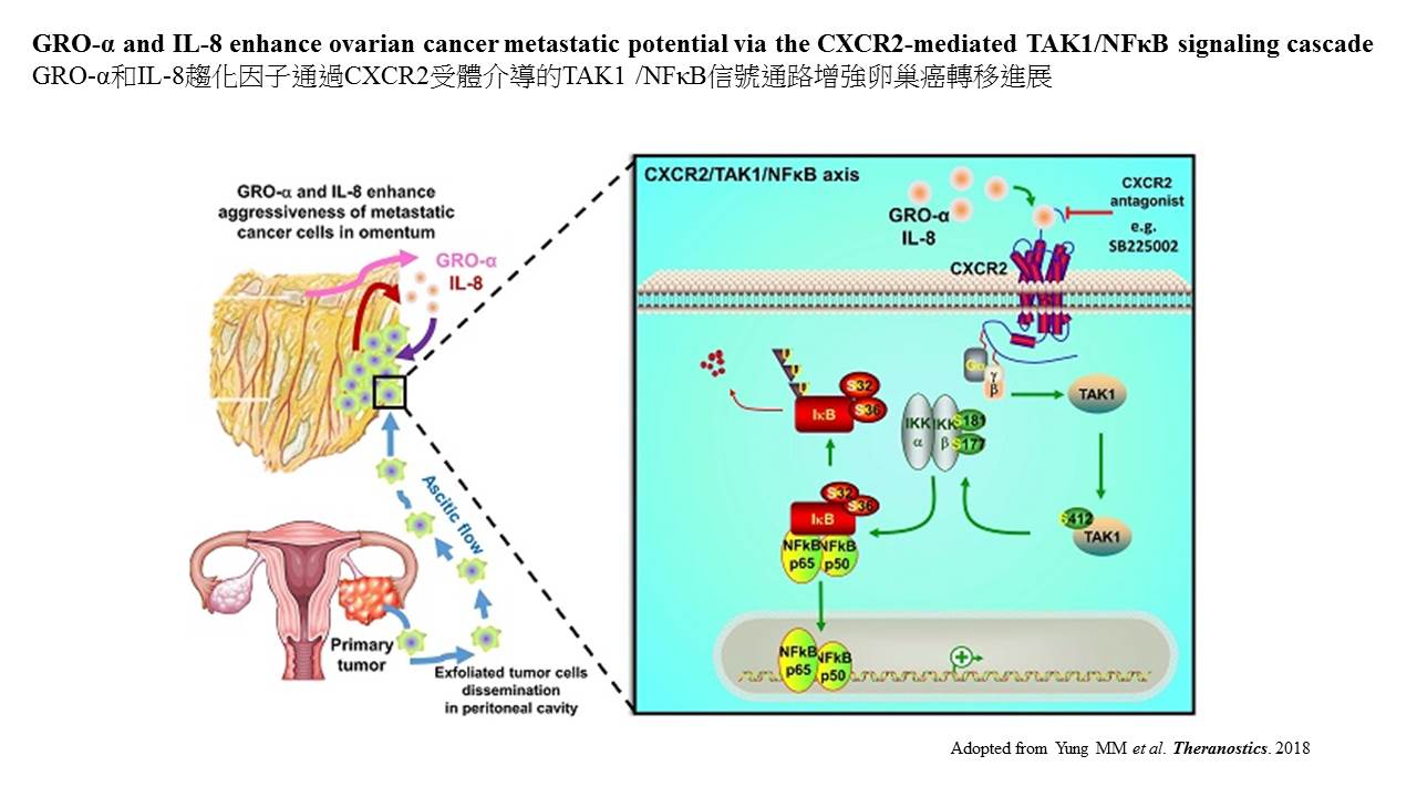 研究资助局公众讲座 - 癌症治疗：免疫治疗与药物 (第二节讲座 - 图 1)  GRO-α和 IL-8 趋化因子通过CXCR2受体介导的 TAK1/NFkB 信号通路增强卵巢癌转移进展