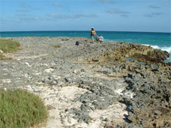 RGC Public Lectures - Climate Changes (Second Session - Photo 2) Coral reefs emerged about 5 meters above sea level are evidence of a high sea level during the last interglacial, during which global temperature was 1.5 degrees Celcius warmer than the present