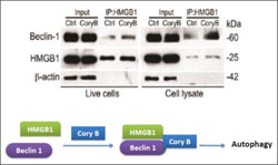 RGC Public Lectures - Life Quality of Elders (Second Session - Photo 4) - Cory B promotes Beclin 1-HMGB1 interaction